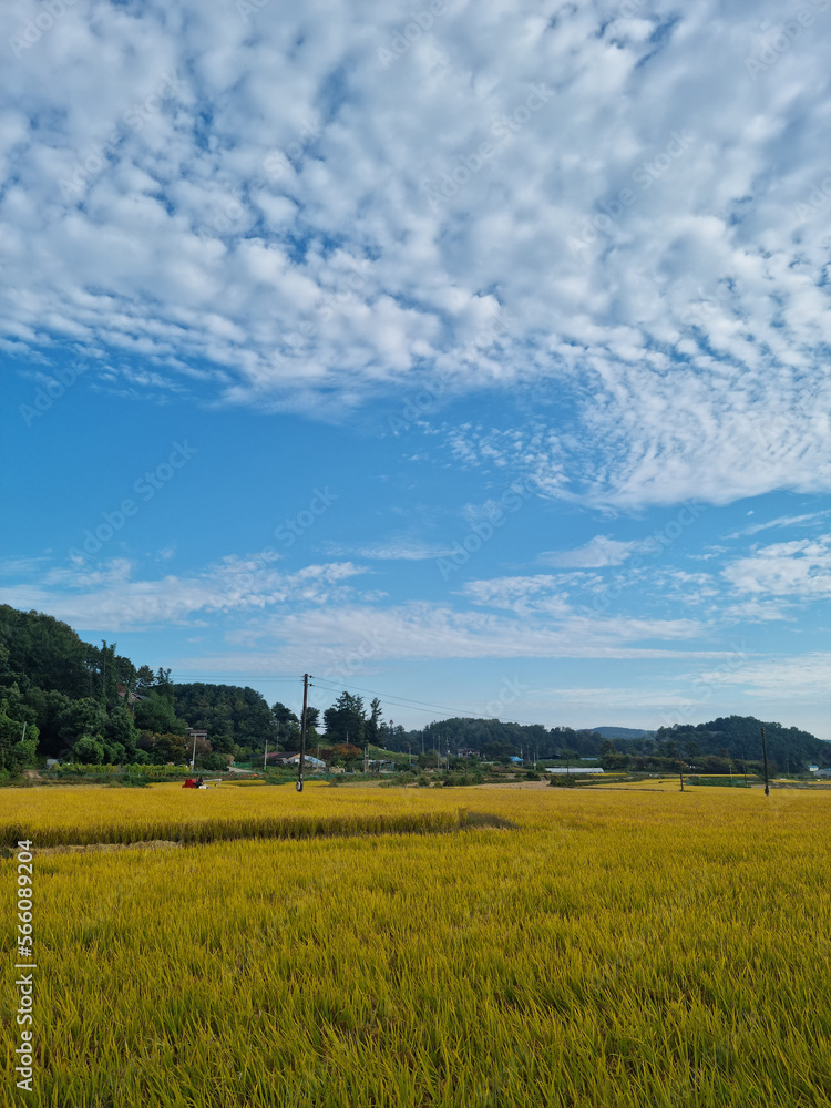 autumn golden rice field. 
Rural landscape.