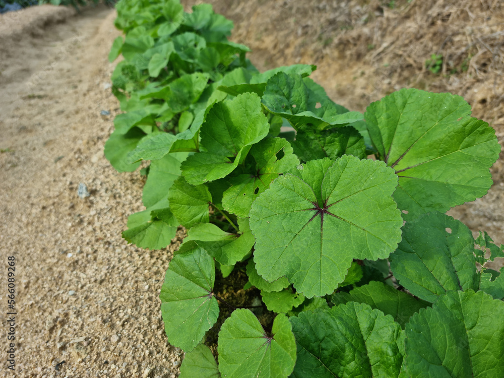 It is a mallow leaf planted in the field. It is a mallow leaf planted in the field.