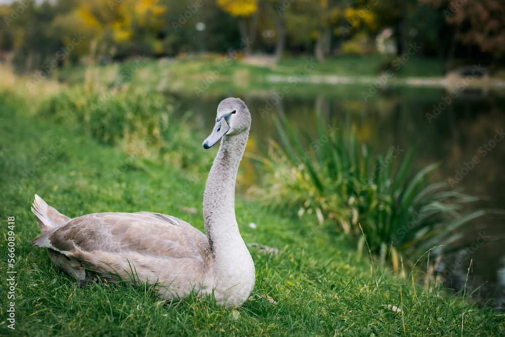 Fototapeta premium There is a swan in a meadow near the river.