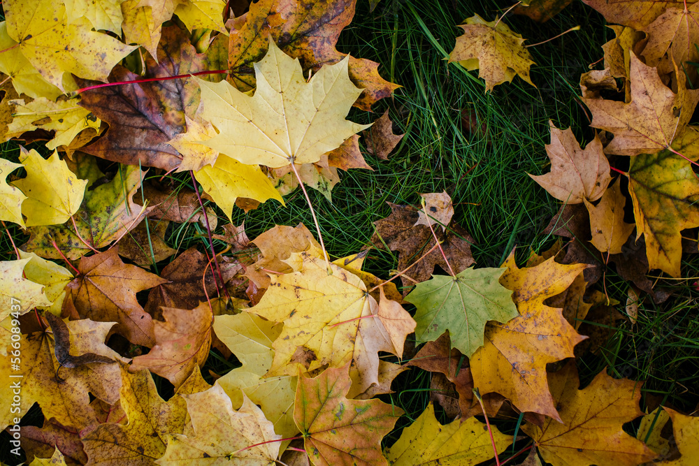 Texture of fallen yellow leaves lying on damp green grass.  .