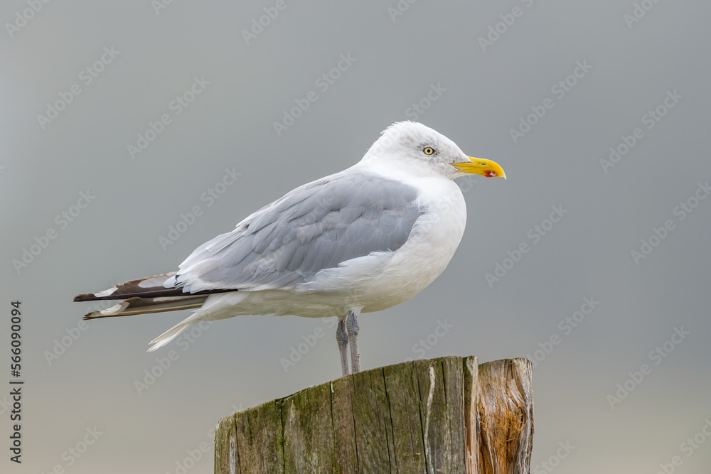 Herring Gull Perched on Old Wooden Post Herring Gull Perched on Old Wooden Post