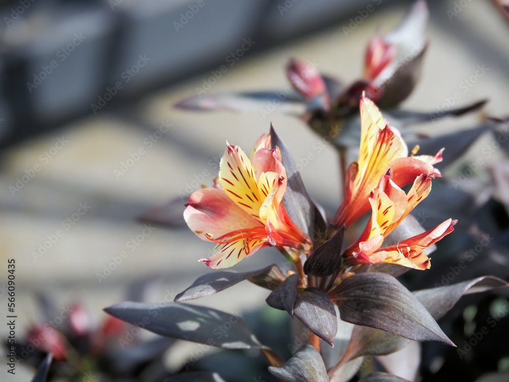Obraz premium インデアンサマーという品種のアルストロメリア