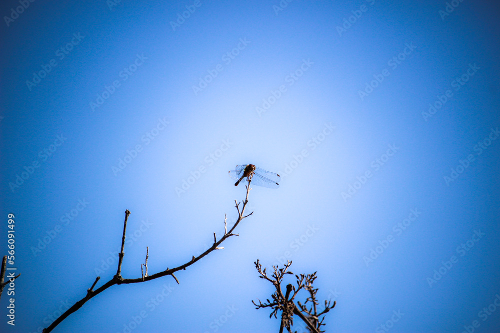 Dragon fly on standing on a branch in summer Dragon fly on standing on a branch in summer