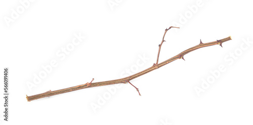 One dry tree twig with thorns isolated on white