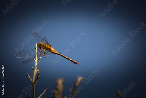 Dragon fly on standing on a branch in summer
