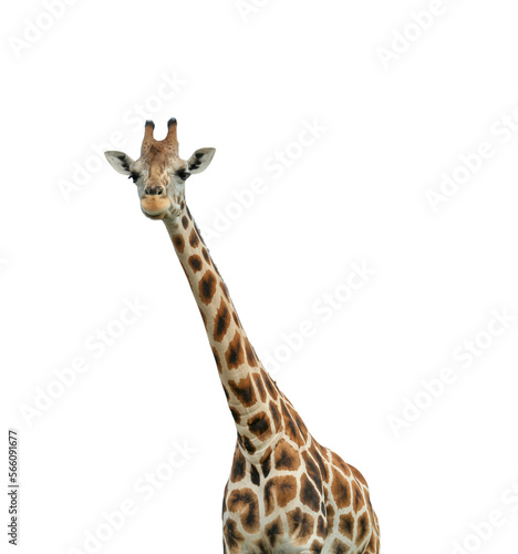 Beautiful spotted African giraffe on white background. Wild animal © New Africa