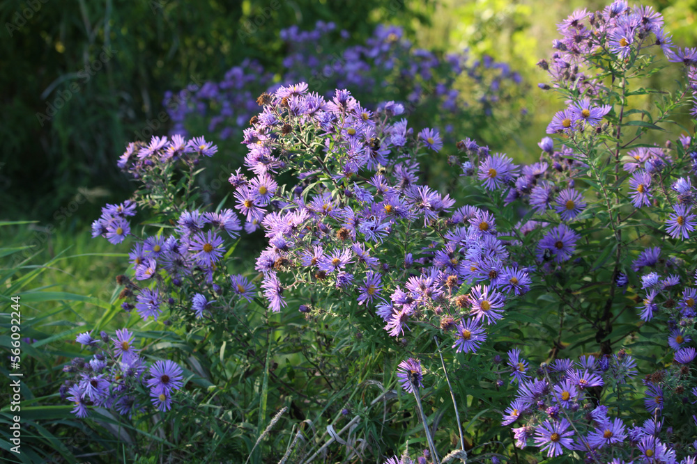 Beautiful purple flower at the ravine Beautiful purple flower at the ravine