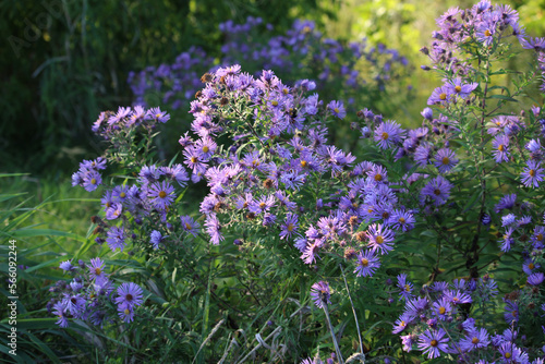 Beautiful purple flower at the ravine