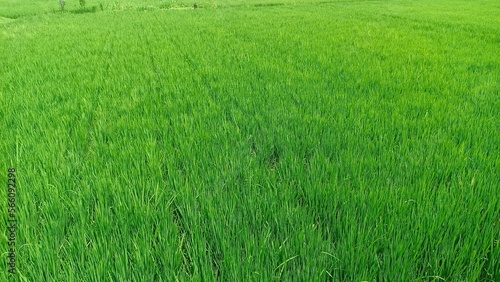 Green scenery of ricefield, paddyfield in Nganjuk, Indonesia. Tropical landscape. Agriculture. Sawah hijau