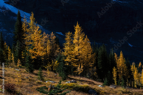 Bright yellow larch trees against the mountain background.  Lake O’Hara, Yoho national Park, Canadian Rockies. photo