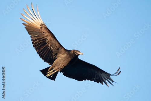 Black Vulture © mattcuda
