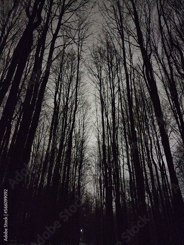 Beautiful forest trees on winter night 