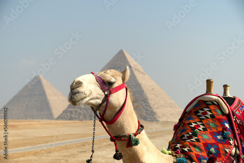 Egyptian Camel with Great Pyramid of Giza in background