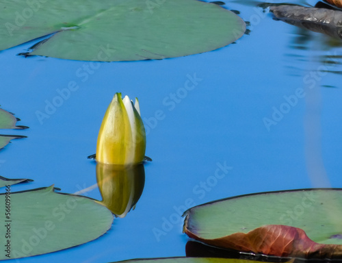 Yellow Water Lily Bud just breaking the surface of the water.
