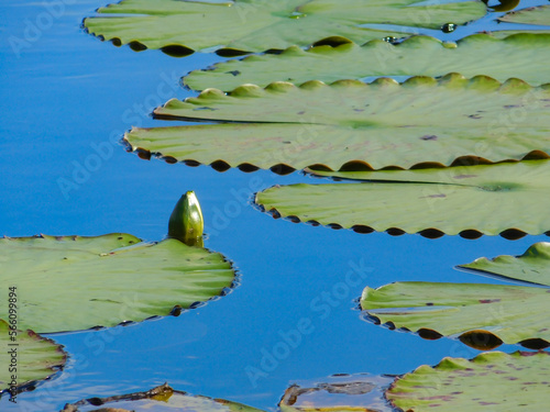 Yellow Water Lily bud just breaking the surface of a pond in Central Florida, in January 