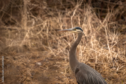 Great Blue Heron walks through the marsh grass