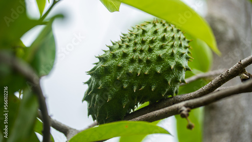Fotografía Green fresh tropical fruit Soursop or Annona muricata or Prickly Custard Apple