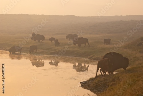 herd of American bison on a lake bank on a misty sunrise morning in Yellowstone