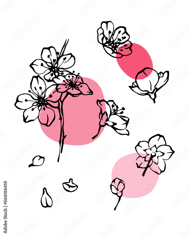 Fototapeta premium Cherry blossom black and white line art with abstrat pink color spots