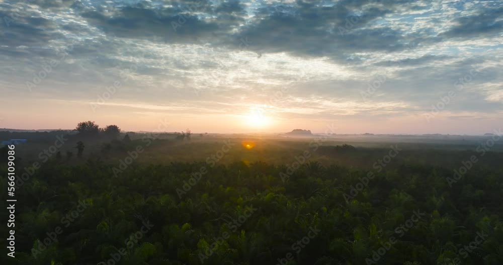 Aerial view of a sunset movie scene in deep red skies over a spectacular palm oil plantation farmland. Aerial view of a sunset movie scene in deep red skies over a spectacular palm oil plantation farmland.