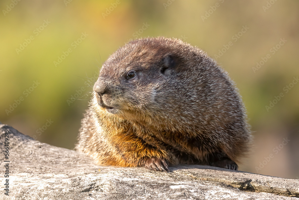 Woodchuck (Marmata monax) posing on a weather tree trunk. Blurred background and golden morning light. Small mammal in the rodent family. Preparing for Groundhog day. Captured in controlled conditions Woodchuck (Marmata monax) posing on a weather tree trunk. Blurred background and golden morning light. Small mammal in the rodent family. Preparing for Groundhog day. Captured in controlled conditions