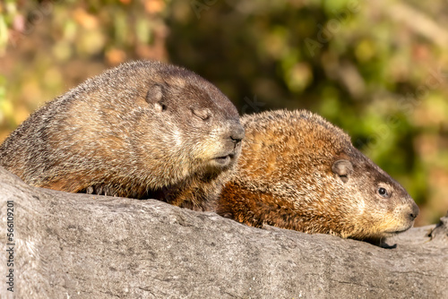 Sleepy snoozy napping Groundhogs. Woodchuck (Marmota monax) a large rodent species belonging to the group Marmots. These two are preparing to see their shadow on Groundhog day. Controlled conditons