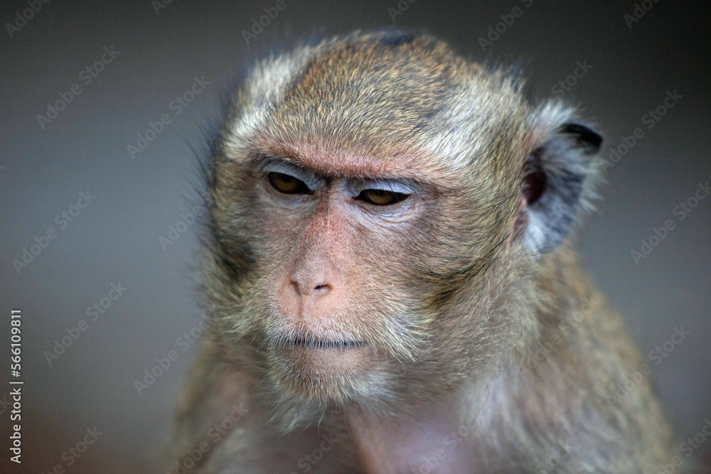 Fototapeta premium 可愛いサル