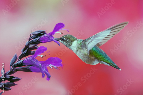 An active Ruby thoughted hummingbird collecting nectar   