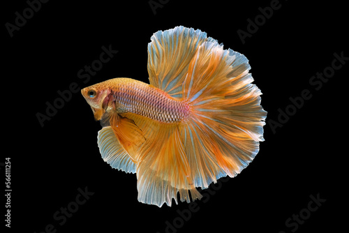 Obraz na płótnie Yellow betta fish, siamese fighting fish, isolated on black background.