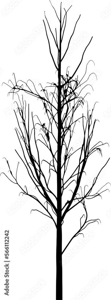 Obraz premium Tree branch silhouette