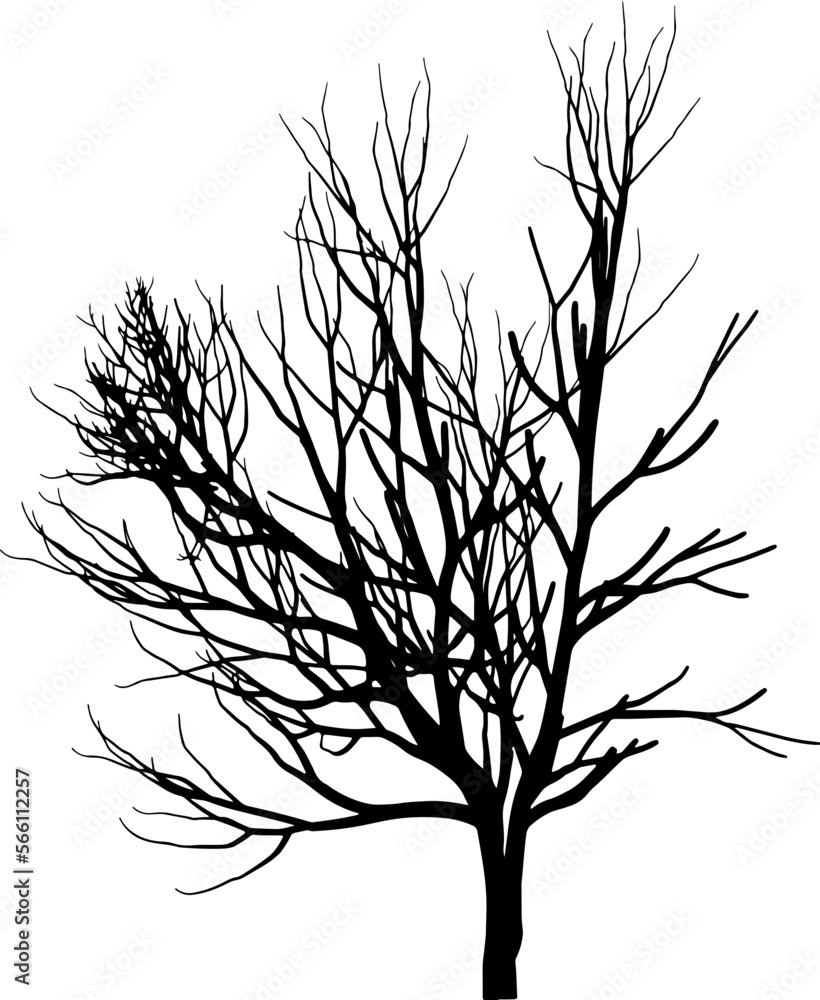 Obraz premium Tree branch silhouette