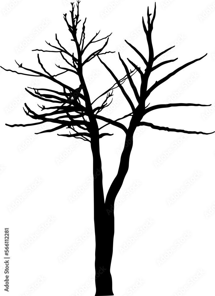 Obraz premium Tree branch silhouette
