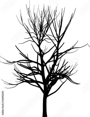 Tree branch silhouette