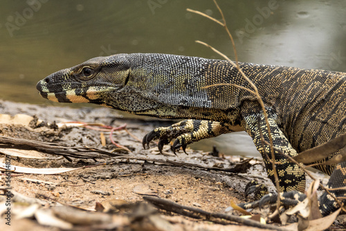 Vászonkép Lace Monitor in Victoria, Australia