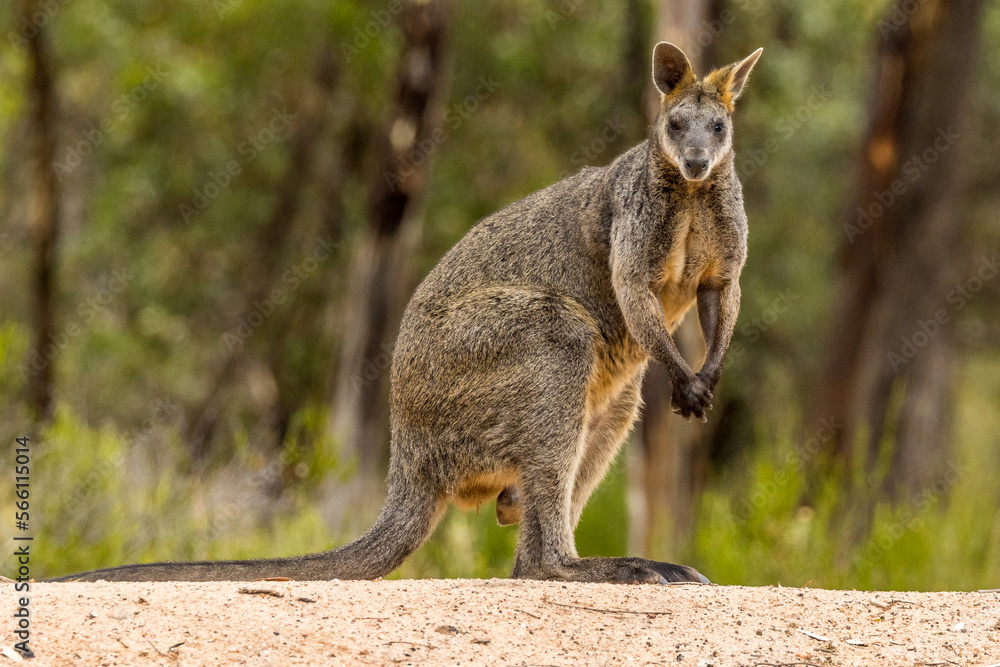 Swamp Wallaby in Victoria, Australia Swamp Wallaby in Victoria, Australia