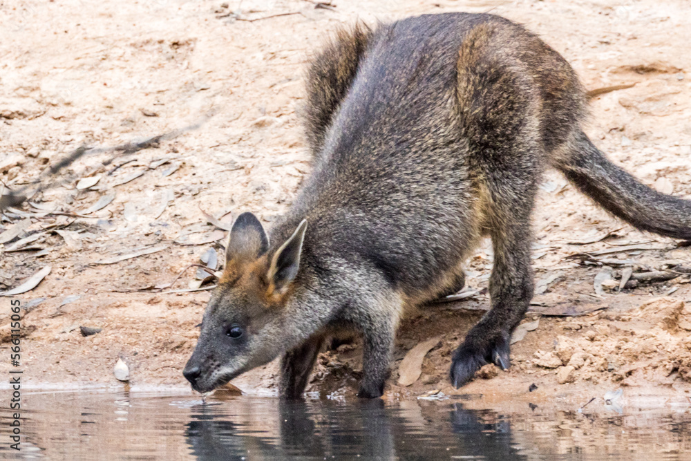 Swamp Wallaby in Victoria, Australia Swamp Wallaby in Victoria, Australia