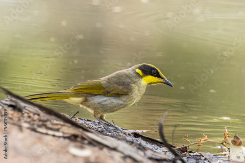 Yellow-tufted Honeyeater in Victoria, Australia photo