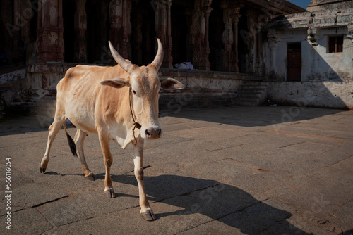 Zebu a humpback Indian cow walks down the street in an Indian province
 photo