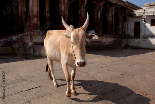 Zebu a humpback Indian cow walks down the street in an Indian province
 photo