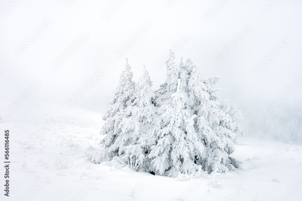 Winter like a fairy tale in a mountain meadow. Winter scenery on Połonina Wetlińska, Bieszczady National Park, Poland. It is one of the most popular travel destinations in Poland. Winter like a fairy tale in a mountain meadow. Winter scenery on Połonina Wetlińska, Bieszczady National Park, Poland. It is one of the most popular travel destinations in Poland.