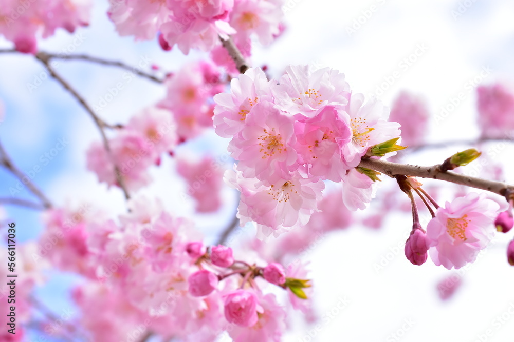 Obraz premium ピンクに咲き誇る満開の桜の花