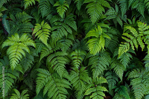 Fototapeta Naklejka Na Ścianę i Meble -  picture of ferns in the forest