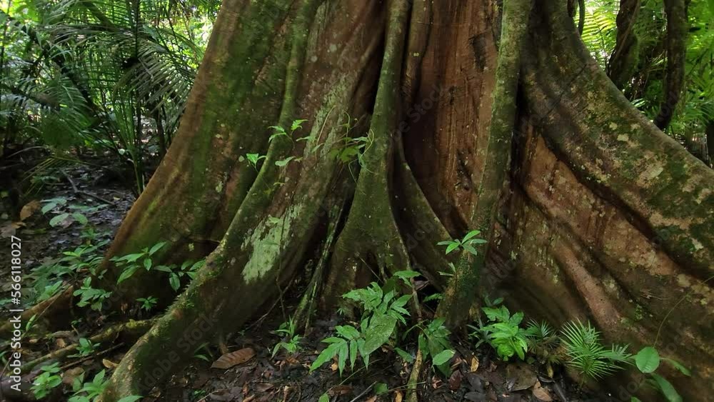 Very old tree trunk and roots, surrounded by tropical plants, in a rainforest Very old tree trunk and roots, surrounded by tropical plants, in a rainforest