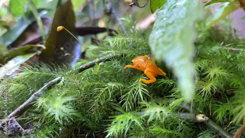 Brachycephalus tiny orange frog on Brazil's Atlantic Forest photo