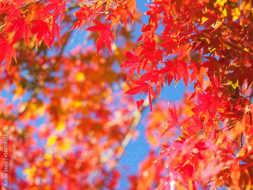 秋の青空と赤く色づくもみじ