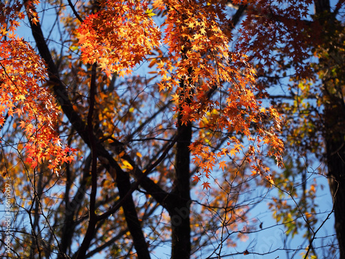 秋の午後の太陽に照らされて輝く紅葉