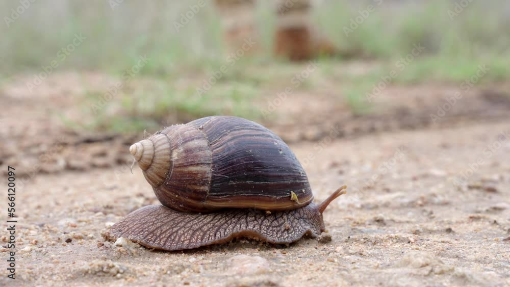 A giant land snail moves across the road slowly in the Kruger National Park, South Africa. A giant land snail moves across the road slowly in the Kruger National Park, South Africa.