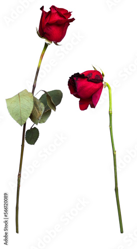 Dying red roses isolated on a transparent background.
