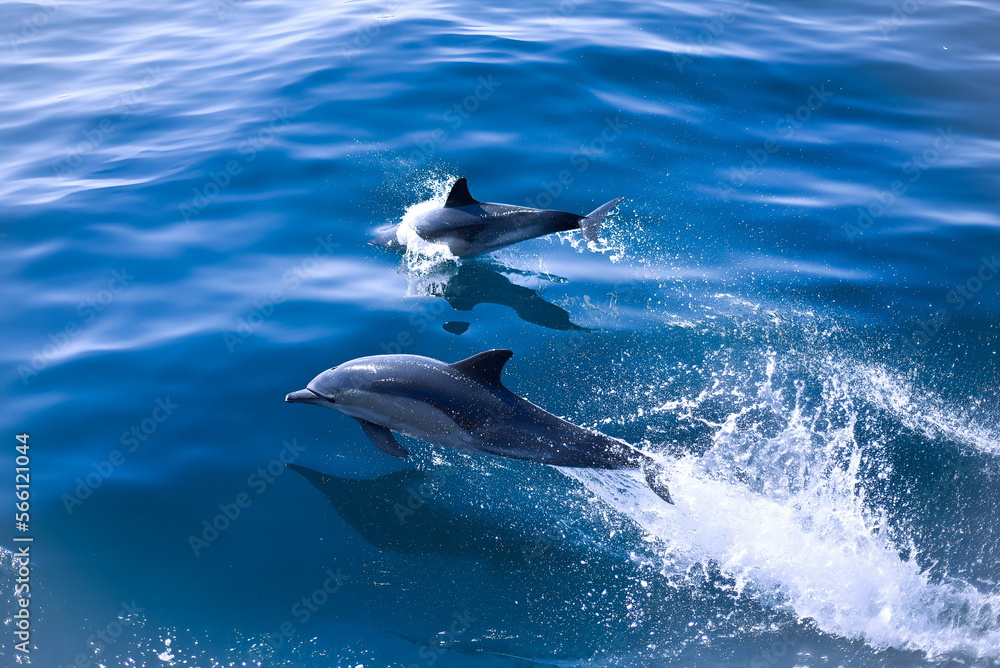 Fototapeta premium dolphin in the sea
