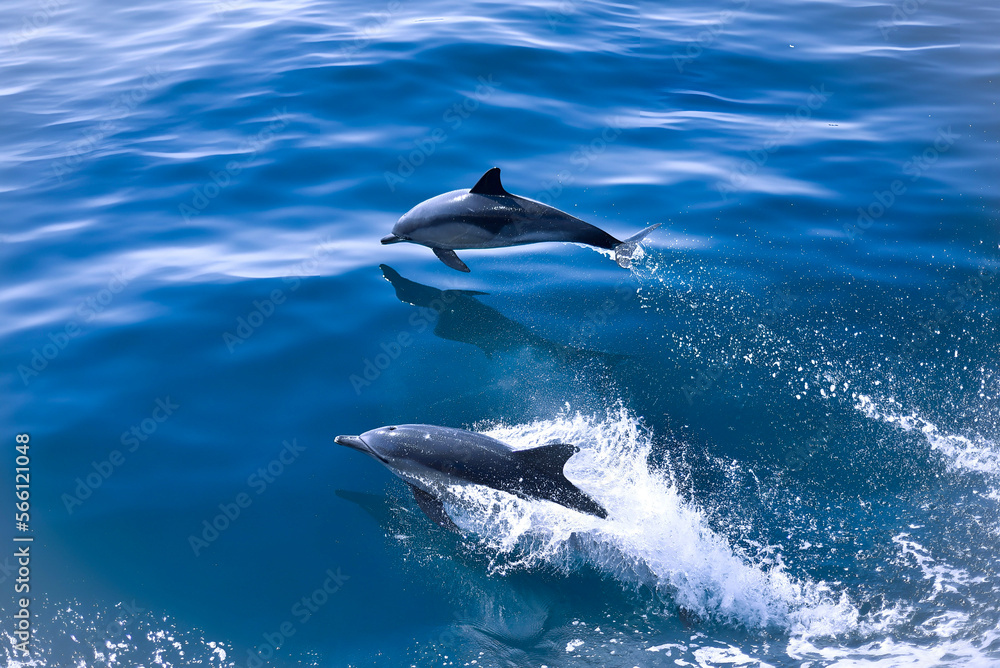 Fototapeta premium dolphin